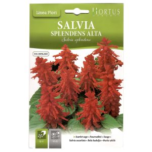 SCARLET-SAGE-SEEDS-HORTUS-0.30G