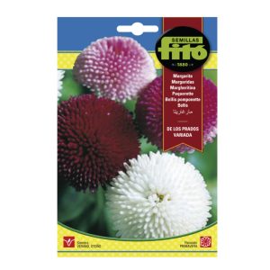 BELLIS-PROMPONNETTE-SEEDS-FITO-4.3G