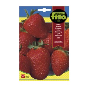 STRAWBERRY-RUBY-SEEDS-FILTO-1.1G